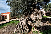 Hania - Inland from Kolimbari. One of the oldest olive trees in existence at no Vouves with the 4000-plus years attributed to it by experts.